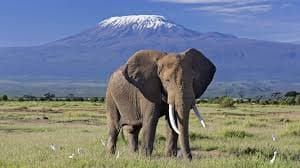 Discover Amboseli: The Land of Giants