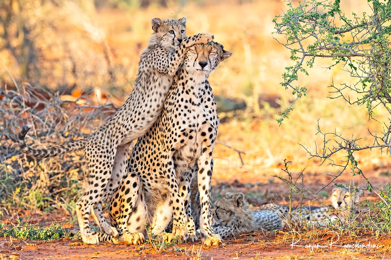 Soroi Cheetah Tented Camp - Lumo Conservancy 