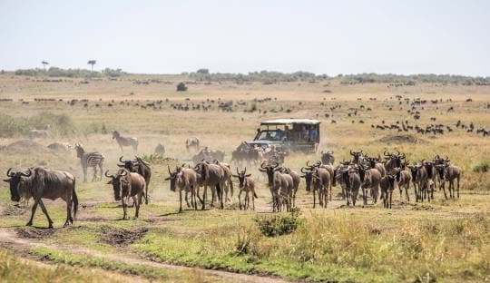 The Great Migration: A Journey of Wildlife Highlights