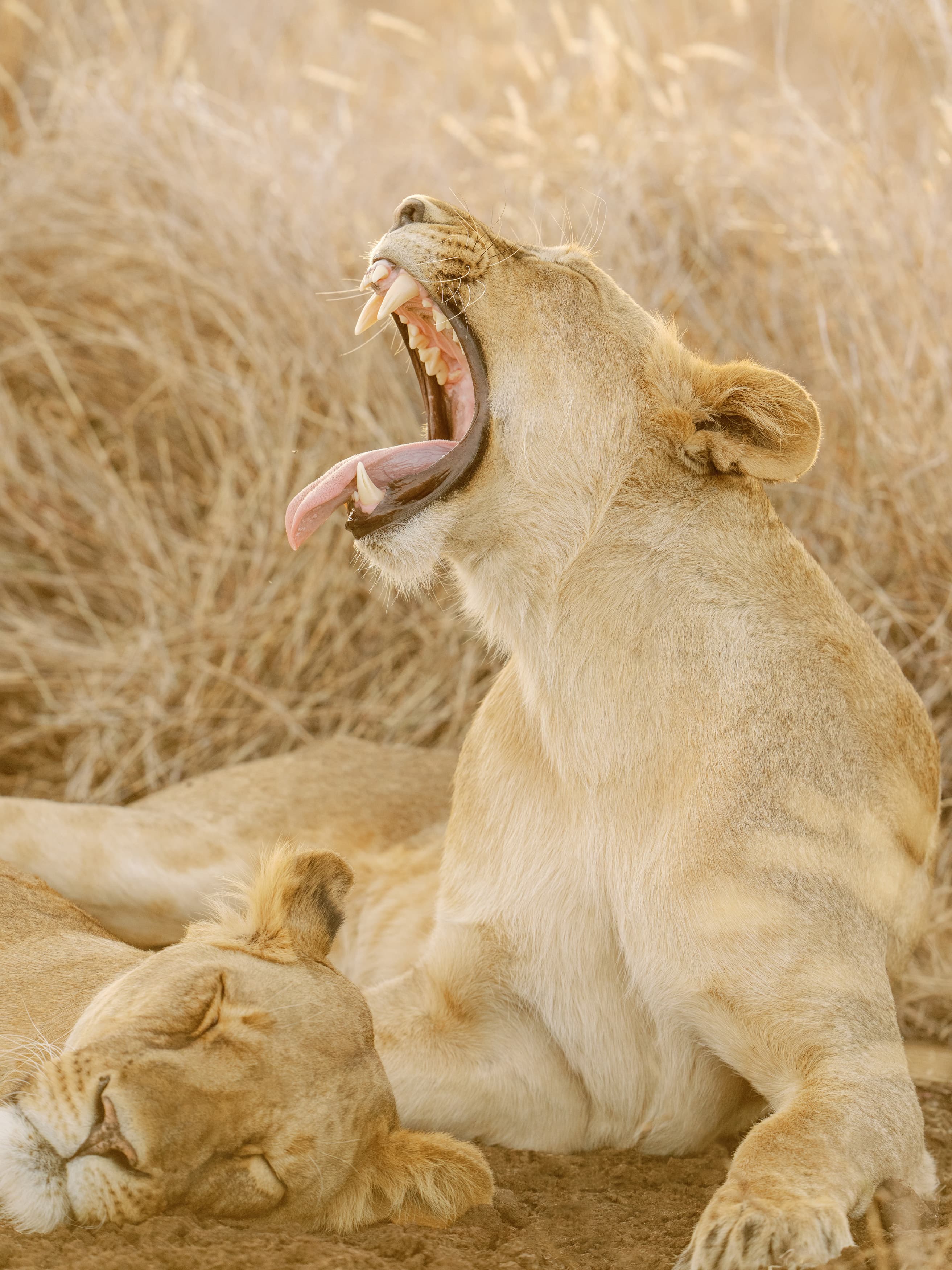 Kifaru House - Lewa Wildlife Conservancy 