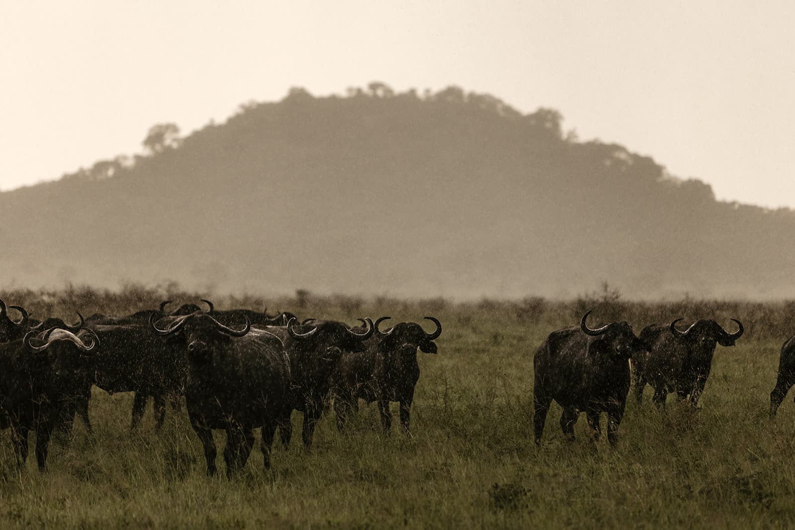 Serengeti Pioneer Camp