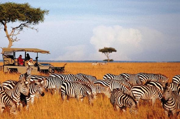 Essential Tips For Your Maasai Mara Safari