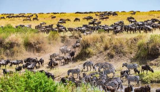 Timing Your Migration Safari in the Mara: A Seasonal Guide