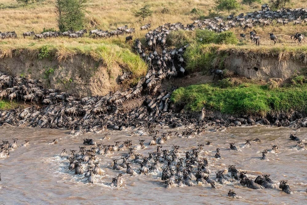 Top Spots for River Crossing Viewing in the Maasai Mara